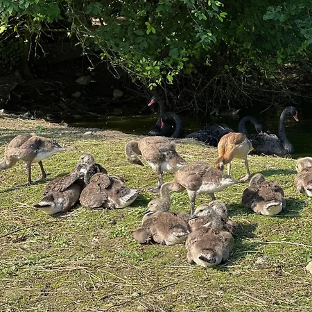Erlebnis Wasserhammer * Randegg