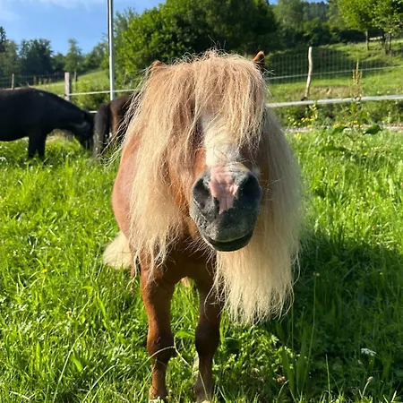 Erlebnis Wasserhammer ホテル Randegg