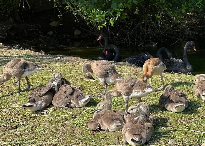 Erlebnis Wasserhammer * Randegg