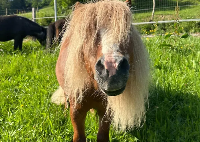 Erlebnis Wasserhammer Отель Randegg